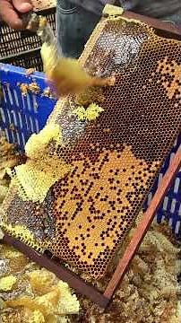 Queen Cell Control 🐝 | Stop Swarming & Keep Hive Strong #Shorts