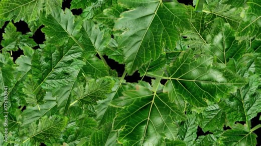 Realistic 3D falling green maple leaves with alpha channel motion graphic background