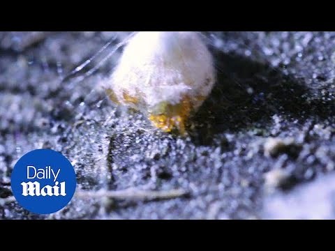 Extraordinary footage of the protected 'silkhenge' spider birth - Daily Mail