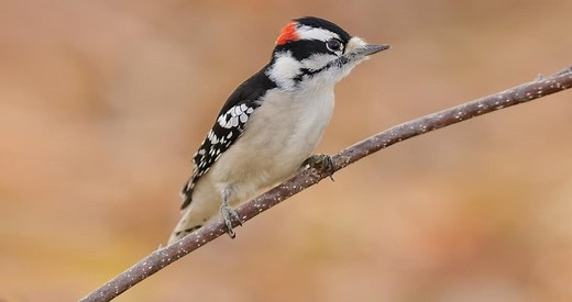 Downy Woodpecker Similar Species to, All About Birds, Cornell Lab of Ornithology