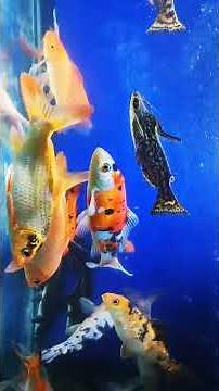 Koi Fish Tank Setup | Large Aquarium Set up for Koi Fish