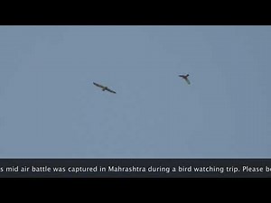 Dog Fight between Common Kestrel & Short-eared Owl