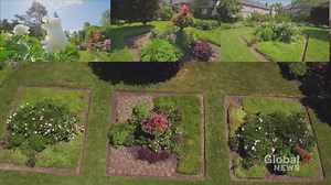 Coronavirus: Toronto communal garden offers residents beauty and stress relief