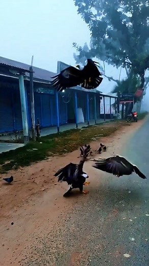 সিসি ক্যামেরায় দুর্লভ যে ঘটনা ধরা পড়ল#videoshorts #viralshorts #viral #viralreels #videos #views