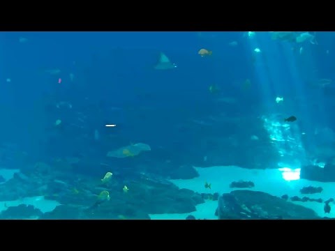 Ocean Voyager Webcam