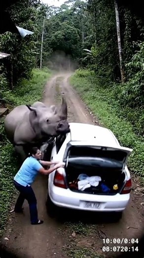 CCTV Footage: Wild Rhino Attacks Parked Car 😱