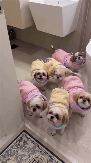 Adopt Shih Tzu Puppies Ready for Their Forever Homes