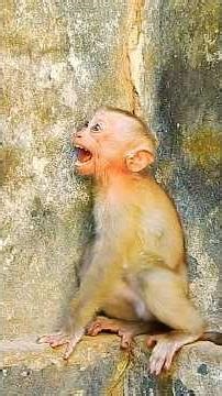 ​Poor Baby Monkey Crying for Mom... Until THIS Happens! 🥺🐒❤️#monkey #animallife #cute