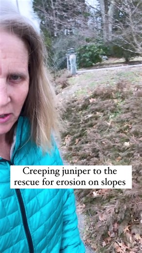 Managing Slopes with Creeping Juniper and Retaining Walls