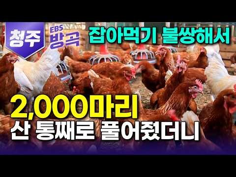 [충북 청주] "3배 비싸도 다 팔린다" 백숙집 차리려고 산 병아리에 정 들어서 차마 못 잡아먹고 놔줬더니.. 달걀로 억대 매출 버는 2,000마리 농장 주인｜#한국기행 #방방곡곡