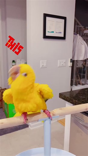 CRAZY BIRD!! LMFAO 🤣🤣🤣🤣 🤦🏻‍♀️🤦🏻‍♀️#WildAnimals #mysillybird #fyp #lol