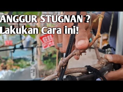 Rahasia Kang Rodi: Solusi Tabulampot Anggur Lambat Tumbuh Agar Cepat Berbuah!