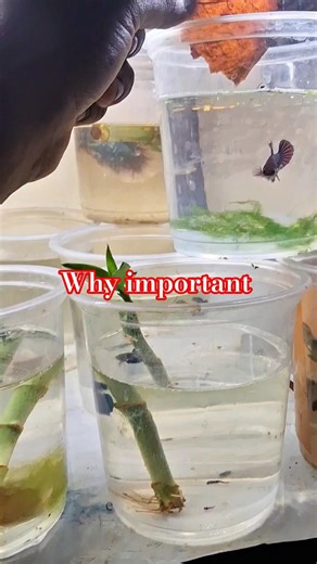 Why almond leaf r important for Betta fish
