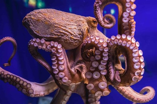 Do Octopuses Dream? Scientists Think They Just Might