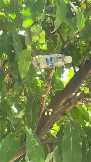 Indian Plum Tree Abundant Fruit | 0386569374 - Ngoc Ngan Ben Tre | Specializing in Unique and Rar...