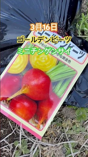 ゴールデンビーツとミニチンゲンサイの種まき #ビーツ#チンゲンサイ#家庭菜園