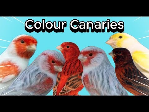 Types Of Colour Canaries┃British Colour Canary Club
