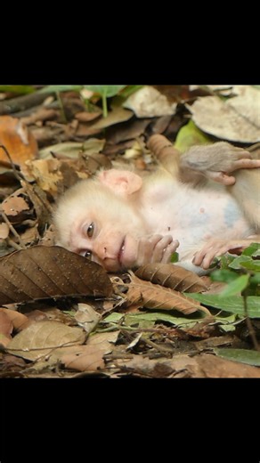 233K views · 4.9K reactions | Crying for milk, the baby learns patience and courage | Nature Life | Facebook