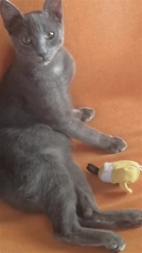 Locki the cat στο TikTok