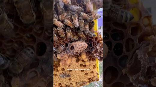 This is the perfect time to split this hive