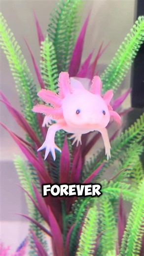 This Animal Regrows Its Brain 😳