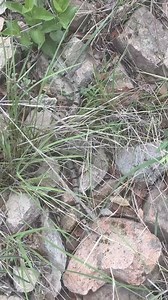 Banded Rock Rattlesnake in the ... rocks | Rattlesnake Solutions