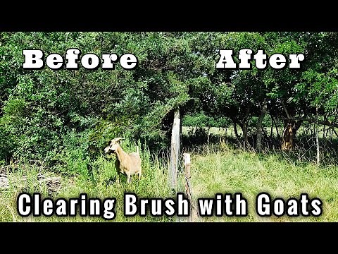 Clearing Brush with Goats | Before & After