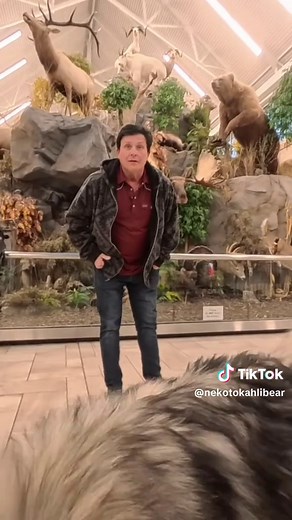 Understanding Wolf Behavior Toward Humans