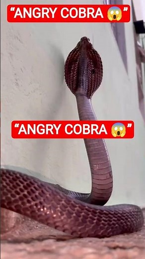 Angry Cobra Attack Mode 😱 | King of Snakes | SNAKE SAFARI