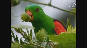 3.4K views · 40 shares | Have you ever heard or seen a Red-winged...