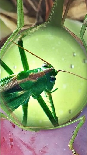 Green grasshopper #nature #grasshopper #insects #interestingfacts