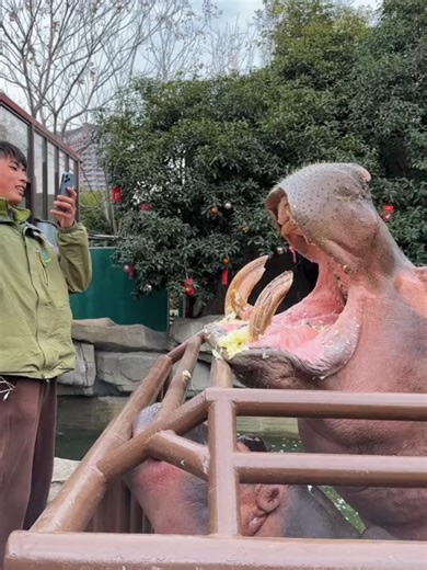 Wild Hippo Mouth Funny Moment