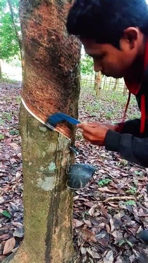 #woodworking rubber tree🌳😍|#rubbertapping #satisfying #rubberfarming #rubbertree #shorts #nature