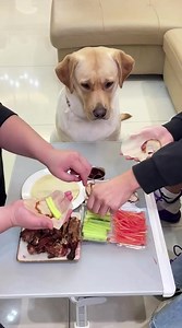 Gouzi turned into a drama star in seconds just for stuttering 🤣🤣 #guozi #funny #viral #This | Rourou Dog