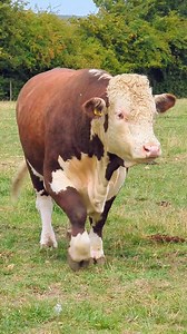 🏡 UPDATE - Atlas has a lovely new home! 🏡 Subject to passing his health tests, Atlas will be mooooving on to join a pedigree herd at the end of September 🤎 ⭐🌍🔥 Elwess Atlas 🔥🌍⭐ Two year old Pedigree Hereford bull available from mid September. He will be fertility tested, TB tested (TB4 area, full herd test Jan 2025) and will have his herd health tests done for peace of mind. We are a high health herd with Elite status, accredited for BVD, IBR, Johne's, Lepto and Neospora. Please get in to