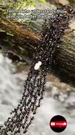 Teamwork makes the Dream Work! #newpost #teamwork #farming