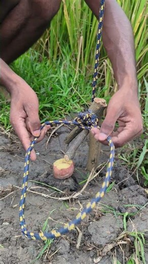 Primitive Rope Trap Setup 🔥 Easy Survival Snare That Actually Works!