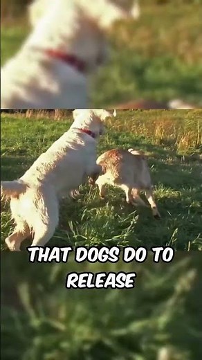 Why Dogs Hump Objects and People