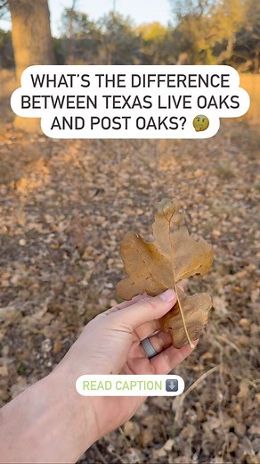 𝐒𝐡𝐢𝐩𝐥𝐞𝐲 𝐑𝐚𝐧𝐜𝐡𝐞𝐬 on Instagram: "🌳 Understanding Live Oaks and Post Oaks in Texas LIVE OAKS - Leaves:Small, dark green, oval-shaped leaves. - Leaf Cycle: Shed their leaves in the spring, but new leaves quickly replace them. - Cultural Significance:The tree most people envision when they think of the Texas Hill Country. - Soil Preference: Can grow in very shallow soils; however, deeper soil lead to larger trees. POST OAKS - Culinary Use: Many Texas BBQ joints, like @terryblacks_bbq ,