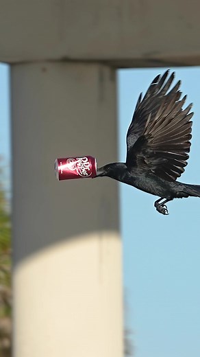 I have been collecting “odd” Fish Crow moments for quite a while now and this morning when I saw one playing with a Dr. Pepper can, I knew that this bird was going to deliver… But I never expected the bird to deliver all 32 flavors and attempt an Olympic chug while gracefully touring the Florida sky. #likeus #drpepper | Mark Smith Photography