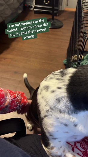 I’m not saying I’m the cutest… but my mom did say it, and she’s never wrong #B#BassetHoundLife #S#SpoiledByMom #C#CertifiedCutie #L#LongEarsBigAttitude
