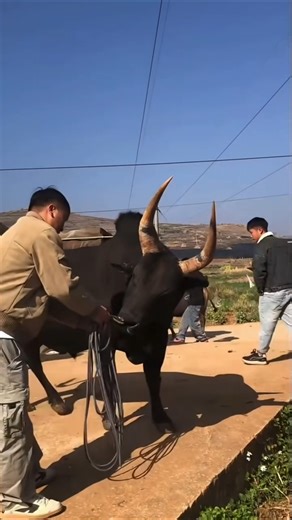 Asian Bull Power Showcase – Stunning Farm Footage!” #song #cow #animals #shortvideo #shorts #unique