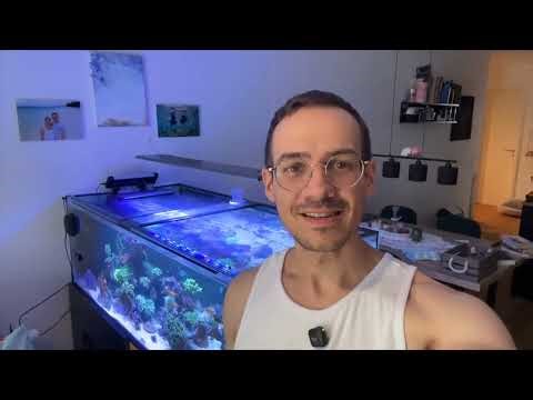 DC Runner 5.3 - Review by Masis Reef - Marcel Lopes