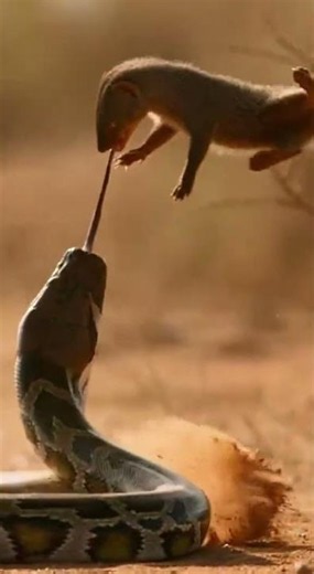 Lightning-fast mongoose defies gravity, snatching a massive python’s tongue! 🐍⚡️