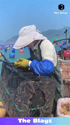Fish Feeding in Net Cages | Massive Aquaculture Feeding Process