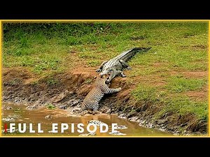 MARSH SHADOW HUNT - Croc Predator Tracks Newborn Prey (Full Episode) | Nature Animal Documentary