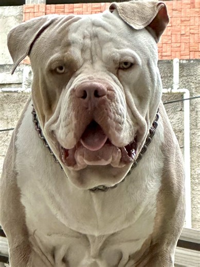 American Bully XL in Venezuela: A Growing Trend