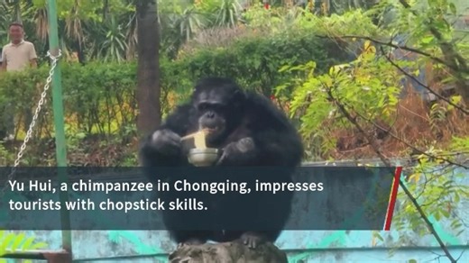 Celebrity chimp in China eats noodles with chopsticks An internet-famous chimpanzee in southwest China's Chongqing Municipality has once again amazed tourists as it has acquired the new skill of eating noodles with chopsticks just like humans. | BastilleGlobal