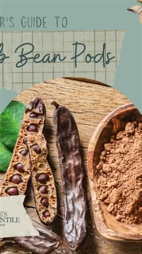 🍫 Herbalist‑in‑Training • Cottage Apothecary Edition “Every herbal path has its sweet earth allies — today, mine is the carob pod.” There’s something comforting about this Mediterranean classic: long, curved, leathery brown pods that rattle softly when shaken, each one holding a row of glossy seeds tucked inside. Its scent is warm and subtly sweet, like nature’s own gentle cocoa. In traditional and modern apothecary practice, carob is appreciated for its nourishing, grounding, and naturally swe