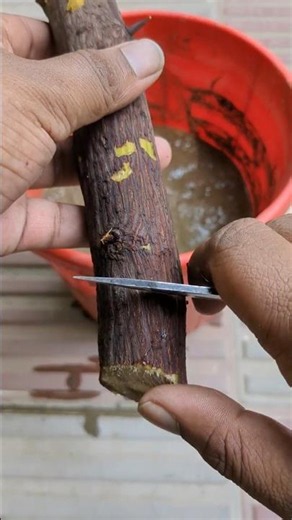 How to Graft Any Plant Easily 🌱 | Best & Easy Grafting Method for Beginners #Shorts